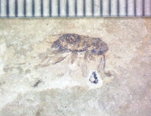 undet. Orthoptera