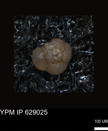 undet. Foraminiferida