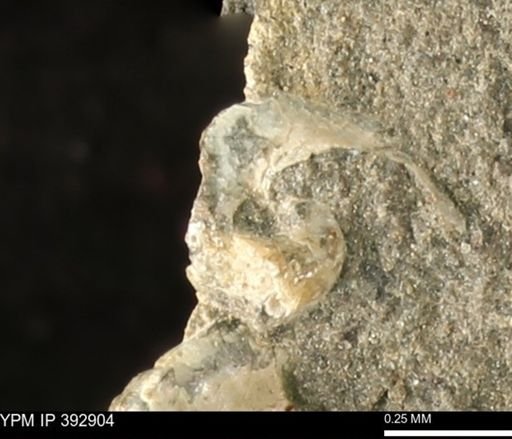 Scaphites sp.