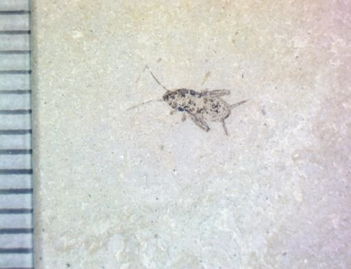 undet. Pterygota