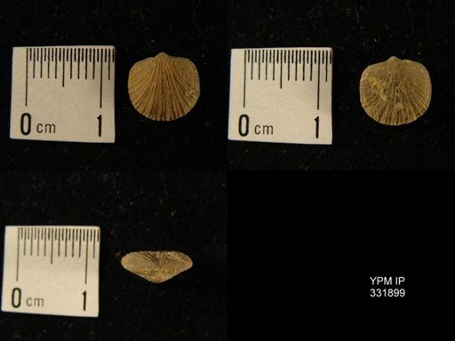 undet. Dalmanelloidea