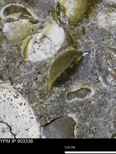 Corbulamella sp.