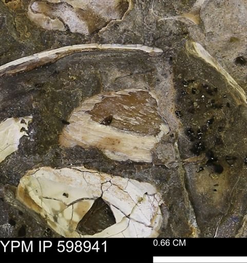 Hoploscaphites sp.