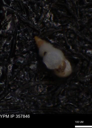 undet. Foraminiferida