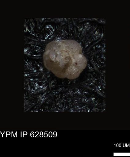 undet. Foraminiferida