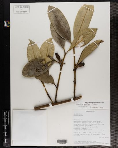 Plantae