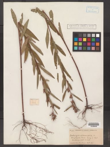 Ludwigia alternifolia