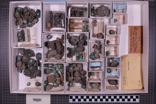 mixed taxa, stratigraphic collection