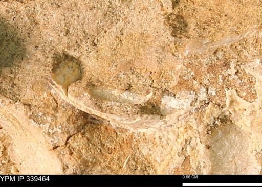 undet. Mollusca