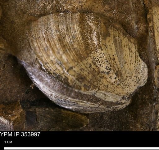 Limopsis striatopunctatus