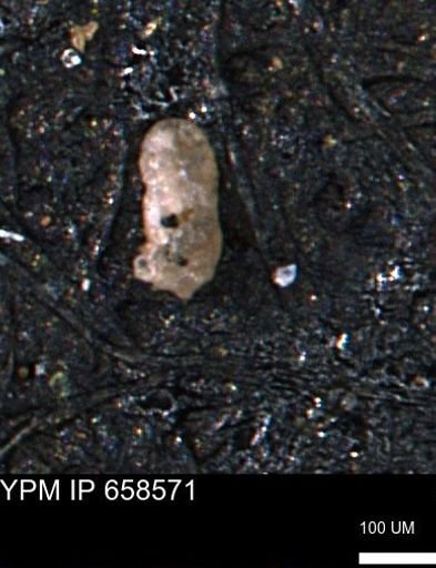 Foraminiferida