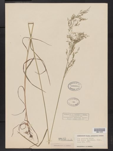 Poa palustris