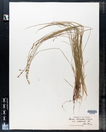 Carex bromoides