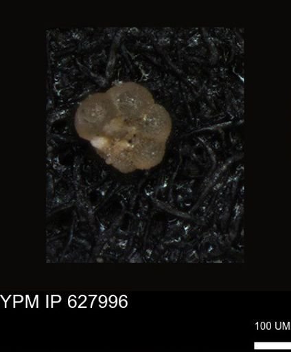 undet. Foraminiferida