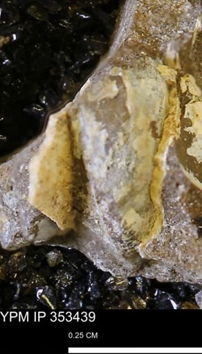 undet. Bivalvia