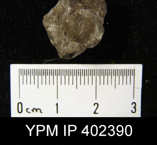 Archaeorthis?