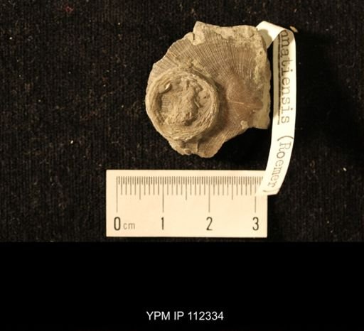 Isorophus cincinnatiensis