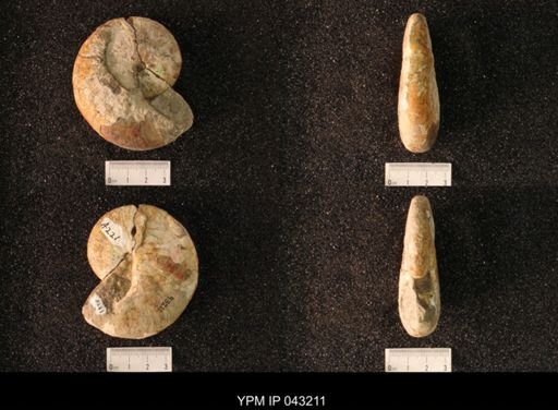 Hoploscaphites nicolletii