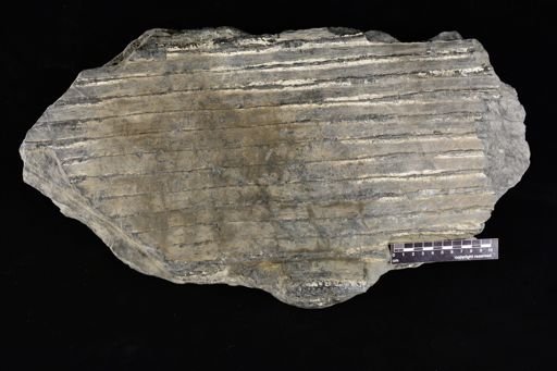 Sigillaria sp.