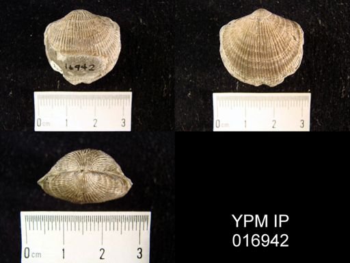 Atrypa sp.