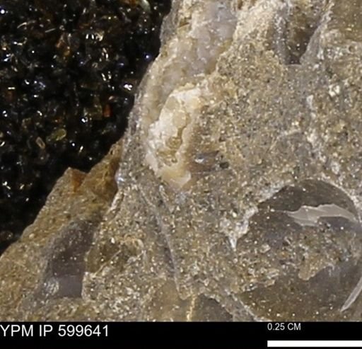 Protocardia subquadrata