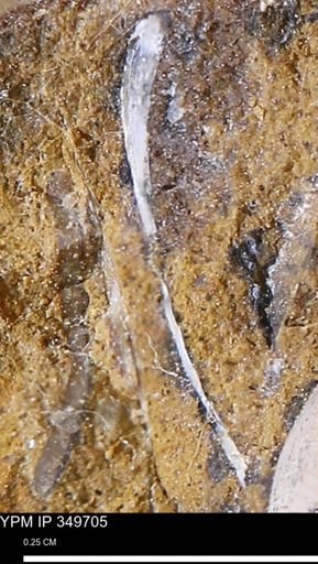 undet. Mollusca