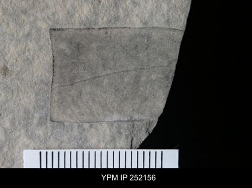 undet. Eurypterida