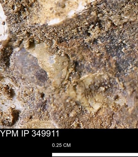 undet. Mollusca