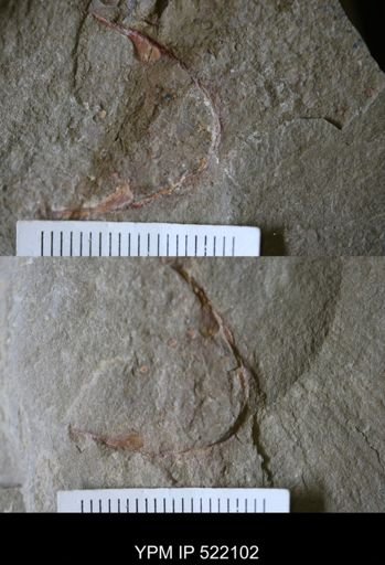 undet. Arthropoda