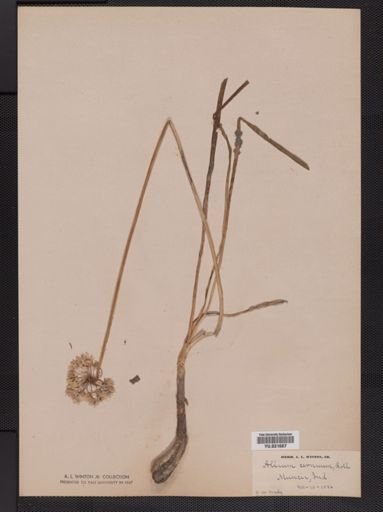 Allium