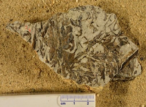 Triphyllopteris rarinervis