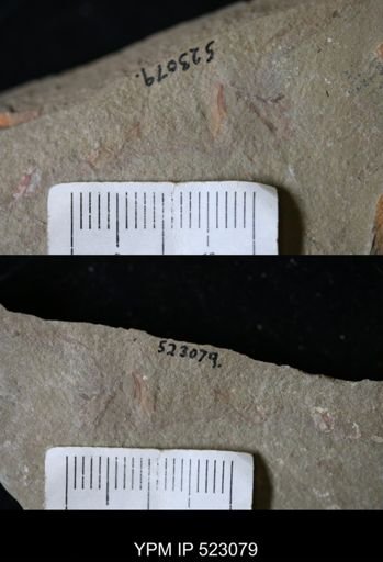 undet. Arthropoda