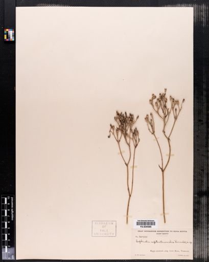 Lophiola septentrionalis