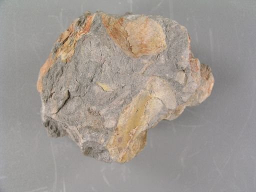 Sphenozamites robustus