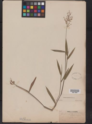 Panicum oligosanthes