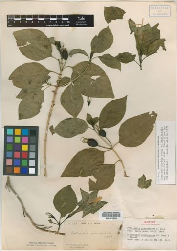 Coutarea pterosperma