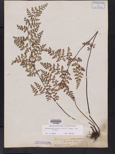 Eriosorus