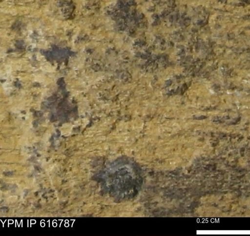 Teredo sp.