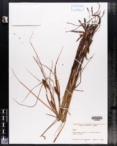 Carex