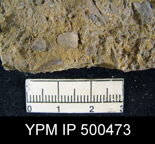 Rhipidomella leonardensis