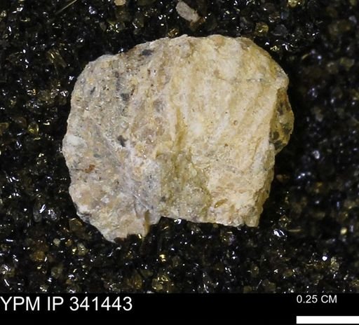 Scaphites sp.