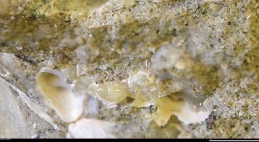 undet. Ammonoidea