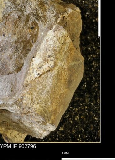 Baculites sp.