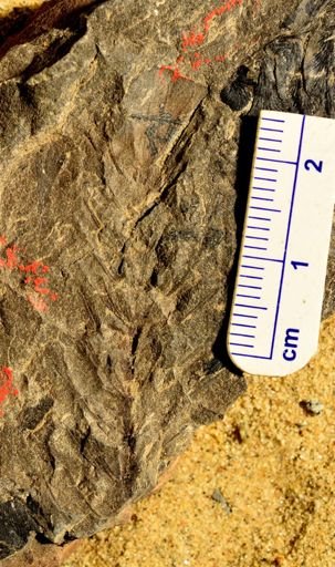 Asterophyllites sp.