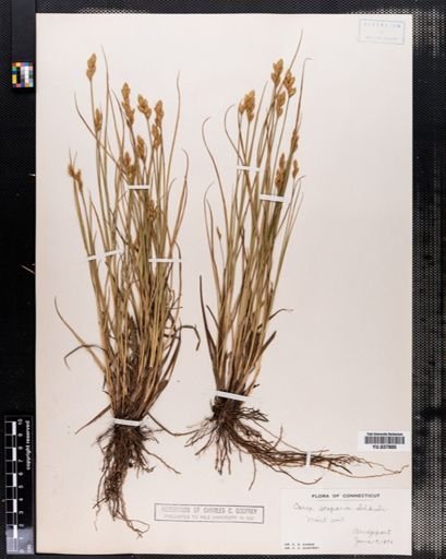 Carex scoparia