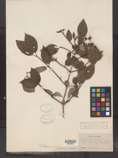 Plantae