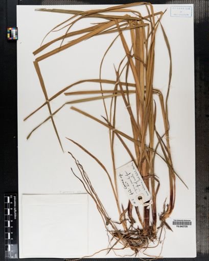 Carex
