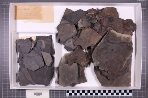 mixed taxa, stratigraphic collection