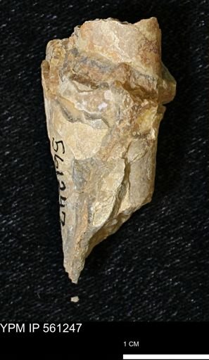 Baculites sp.