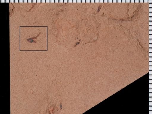 undet. Insecta